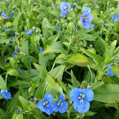 Commelina tuberosa - 