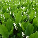 Convallaria majalis - Muguet de mai