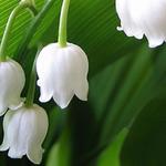 Convallaria majalis 'Bridal Choice' - 