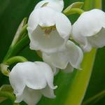 Convallaria majalis 'Hardwick Hall' - 