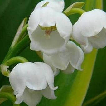 Convallaria majalis 'Hardwick Hall'