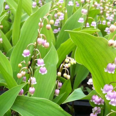 Convallaria majalis var. rosea - 