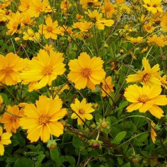 Coreopsis auriculata 'Elfin Gold'