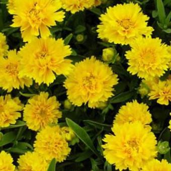 Coreopsis grandiflora 'Early Sunrise'