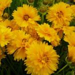 Coreopsis grandiflora 'Sunray' - 