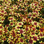 Coreopsis verticillata 'Bengal Tiger' - 