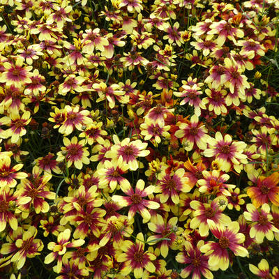 Coreopsis verticillata 'Bengal Tiger' - Coreopsis verticillata 'Bengal Tiger'