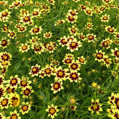 Coreopsis 'Cosmic Eye' - 