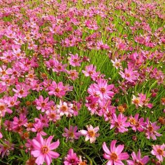 Coreopsis 'Limerock Passion'