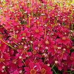 Coreopsis 'Limerock Ruby'