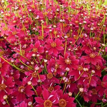 Coreopsis 'Limerock Ruby'