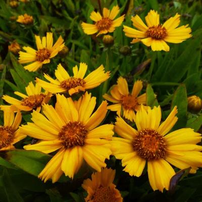 Coreopsis lanceolata 'Goldtaler' - 