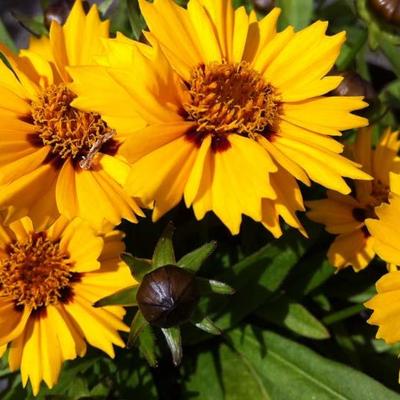 Coreopsis grandiflora 'Rotkehlchen' - 