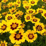 Coreopsis lanceolata 'Sterntaler' - 