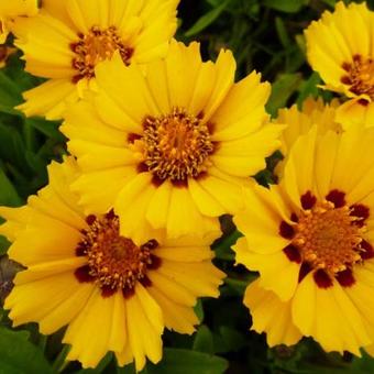 Coreopsis lanceolata 'Walter'