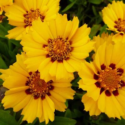 Coreopsis lanceolata 'Walter' - 