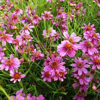 Coreopsis rosea 'Heaven's Gate'  - 