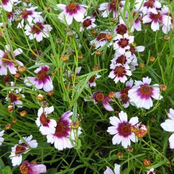 Coreopsis rosea 'Sweet Dreams'