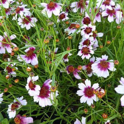 Coreopsis rosea 'Sweet Dreams'  - Coreopsis rosea 'Sweet Dreams' 