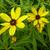 Coreopsis tripteris