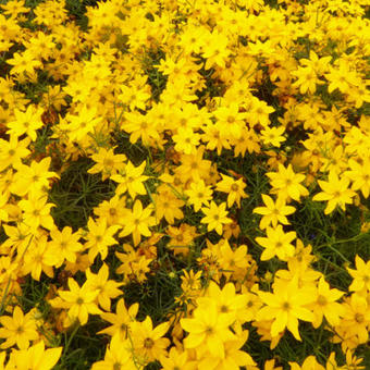 Coreopsis grandiflora 'ANDIAMO Yellow Red'