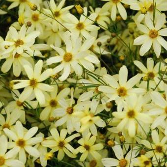 Coreopsis verticillata 'Moonbeam'