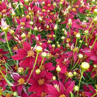 Coreopsis verticillata 'Red Satin'