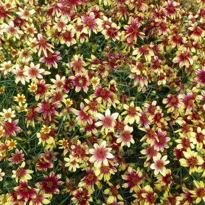 Coreopsis verticillata 'Route 66' - Coreopsis verticillata 'Route 66'