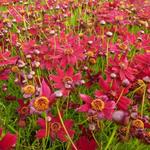 Coreopsis verticillata 'Ruby Red' - 