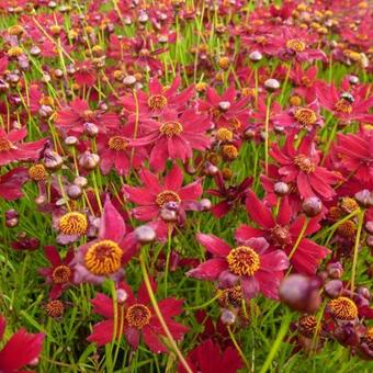 Coreopsis verticillata 'Ruby Red'