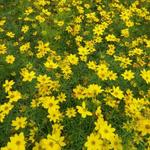 Coreopsis verticillata 'Zagreb' - 