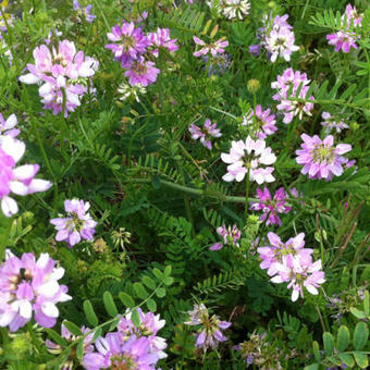 Coronilla varia