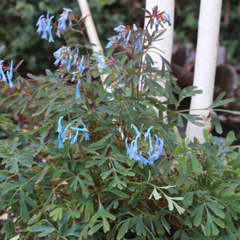 Corydalis flexuosa 'Porcelain Blue'