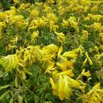 Corydalis lutea - Gelber Lerchensporn - Corydalis lutea