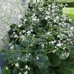 Crambe cordifolia - Kaukasische Blütenkohl