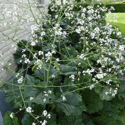 Crambe cordifolia - 