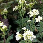 Crambe maritima - Crambe maritime