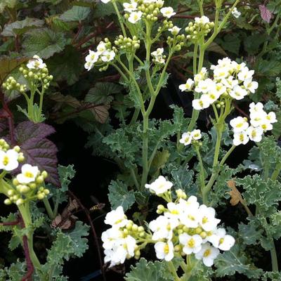 Crambe maritima - Echter Meerkohl