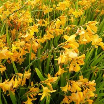 Crocosmia x crocosmiiflora 'Buttercup'