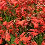 Crocosmia x crocosmiiflora 'Emberglow' - Crocosmia x crocosmiiflora 'Emberglow'