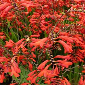 Crocosmia x crocosmiiflora 'Emberglow'