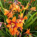 Crocosmia x crocosmiiflora 'Emily McKenzie' - Crocosmia x crocosmiiflora 'Emily McKenzie'