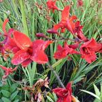 Crocosmia 'Hellfire' - 