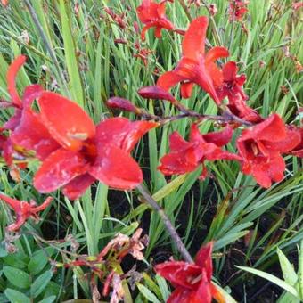 Crocosmia 'Hellfire'