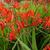 Crocosmia x crocosmiiflora 'Lucifer'