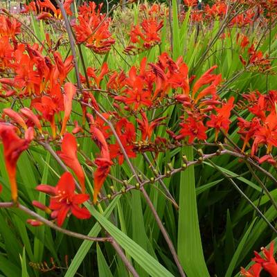 Crocosmia x crocosmiiflora 'Lucifer' - 