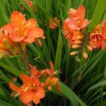 Crocosmia masonianum 'Okavango' - 