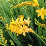 Crocosmia 'Paul's Best Yellow' - 