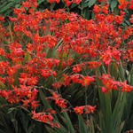 Crocosmia x crocosmiiflora 'Saracen' - 