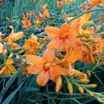 Crocosmia 'Zambesi' - 